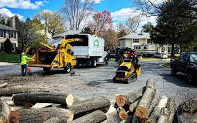 How Our Tree Care Process Works  in  Lawrence, NY