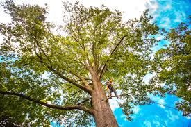 Best Fruit Tree Pruning  in Lawrence, NY