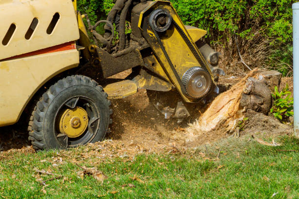 Best Root Management and Removal  in Lawrence, NY