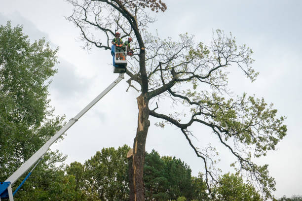 Professional Tree Services in Lawrence, NY