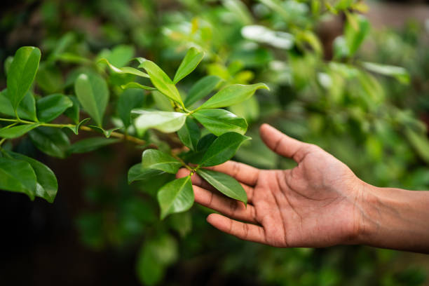 Best Commercial Tree Services  in Lawrence, NY