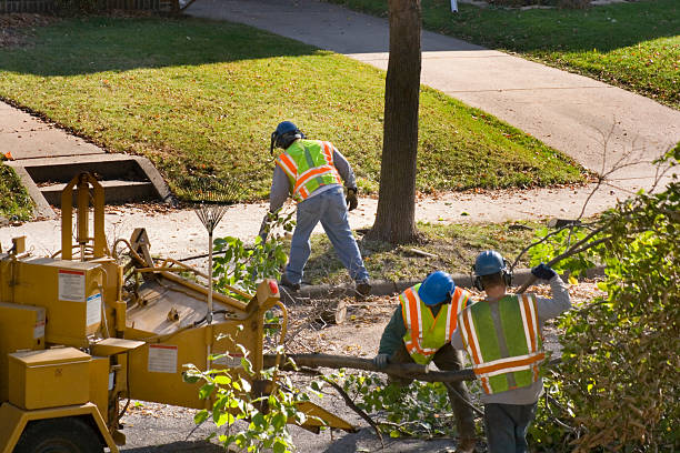 Best Lawn Drainage Solutions  in Lawrence, NY