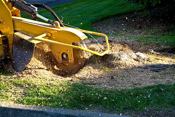 Best Palm Tree Trimming  in Lawrence, NY