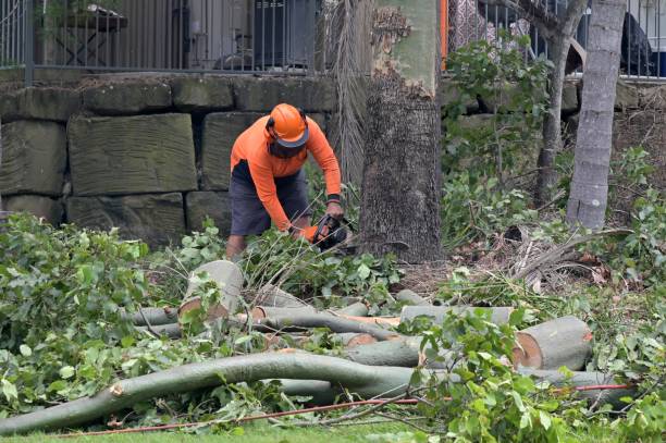 How Our Tree Care Process Works  in  Lawrence, NY