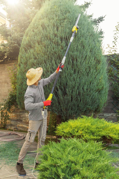 Best Tree Removal  in Lawrence, NY