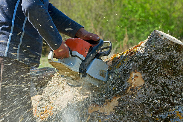 Best Storm Damage Tree Cleanup  in Lawrence, NY